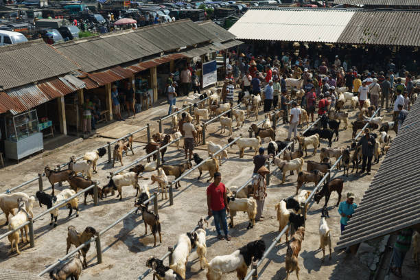 دامپروری: خرید و فروش عمده دام زنده و فرآورده‌های دامی | فروش‌یاب، نیازمندی‌های تجاری، خرید و فروش عمده