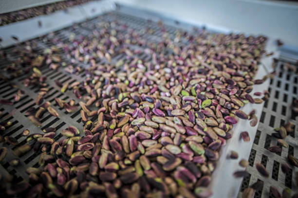 فروش عمده پسته اکبری اعلا | قیمت درب کارخانه در فروش‌یاب | تامین کننده پسته