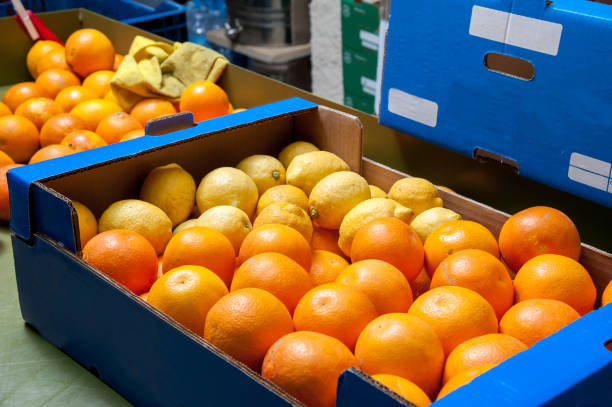 فروش عمده میوه و صیفی‌جات تازه | دسترسی به بهترین قیمت‌ها در فروش‌یاب - نیازمندی‌های تجاری و فروش یاب