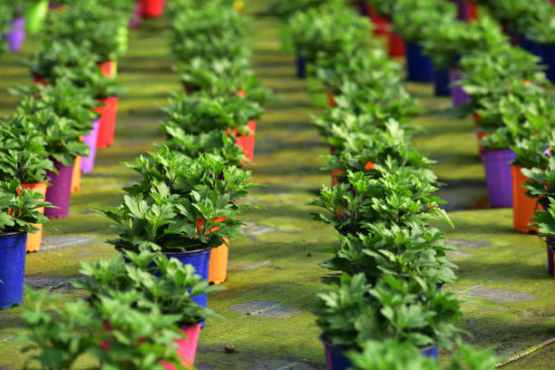 تولیدکننده نهال، آگهی رایگان بذر و نهال، فروش‌یاب، خرید و فروش عمده، مناظر زیبا از مزارع کشت و نهال‌کاری