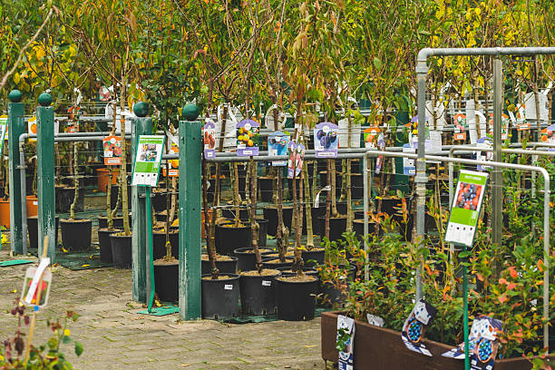 نهال عمده، فروش یاب، خرید و فروش عمده بذر و نهال، آگهی تجاری