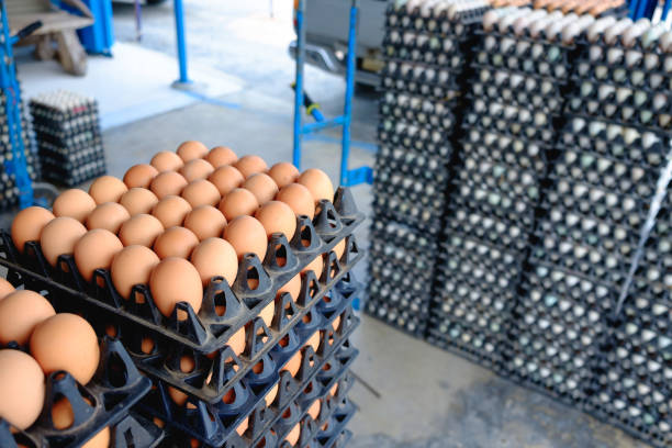 فروش ویژه مواد پروتئینی (مرغ، گوشت، تخم‌مرغ) به قیمت عمده در فروش‌یاب ارتباط مستقیم با تولیدکننده - تخم مرغ عمده - عرضه مستقیم پروتئین