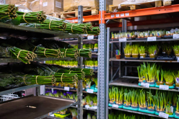 خرید عمده محصولات کشاورزی با کیفیت از تولیدکنندگان در فروش‌یاب - نهال و بذر