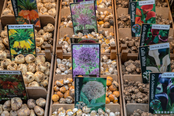 تولیدکننده بذر، بازار عمده فروشان، فروش‌یاب، آگهی عمده فروشی، فروش پیاز گل در یک بازار پر رونق