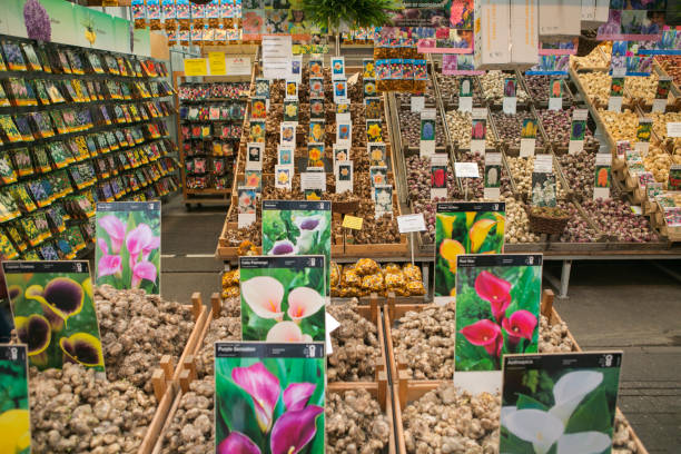 کشاورزی و دامپروری: آگهی عمده بذر، نهال و مواد پروتئینی در فروش‌یاب - ثبت آگهی، آگهی عمده فروشی