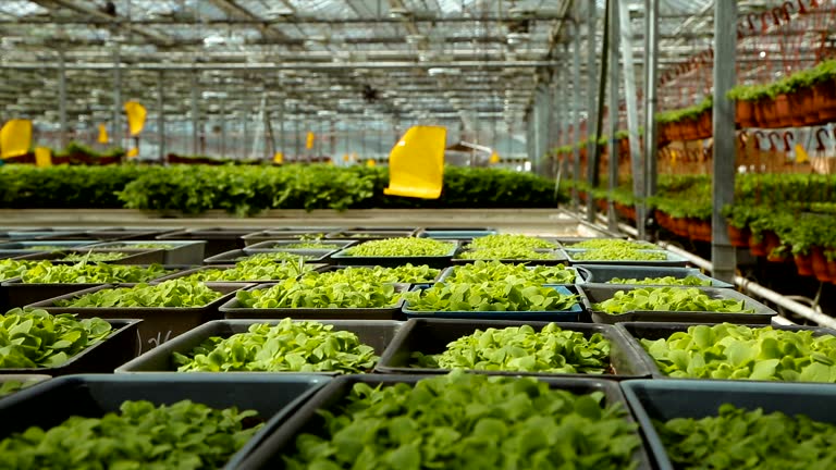 خرید عمده محصولات کشاورزی | رشد صنعتی در گلخانه برای فروش یاب