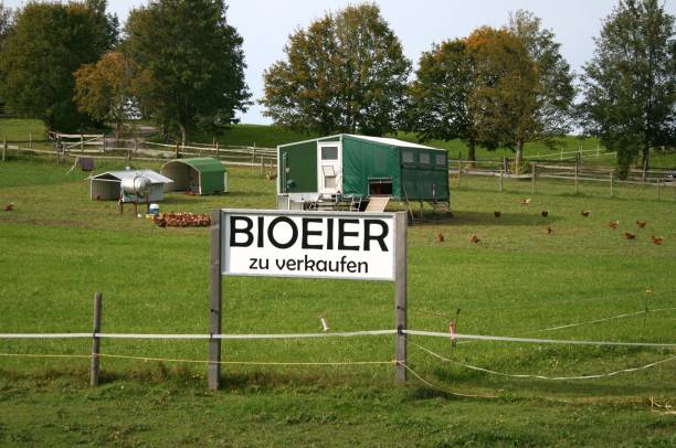 بازار دام و لبنیات و ثبت آگهی عمده فروشی در فروش‌یاب