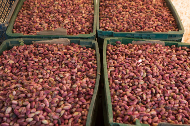 فروش عمده پسته اکبری اعلا | قیمت درب کارخانه در فروش‌یاب | آگهی عمده فروشی