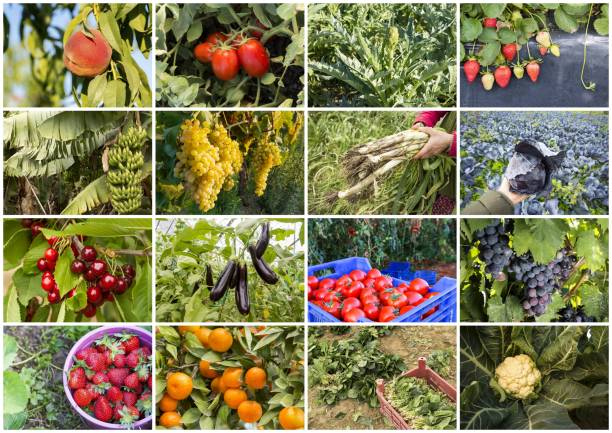 کشاورزی: خرید و فروش عمده محصولات کشاورزی، بذر و نهال در فروش‌یاب | فروش یاب، خرید و فروش عمده، آگهی تجاری