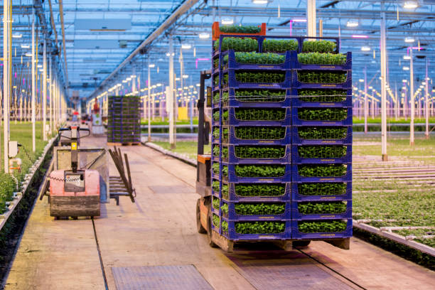 خرید و فروش عمده محصولات کشاورزی: داخل یک گلخانه فعال پرورش گل داوودی – فروش‌یاب، بازار عمده فروشان