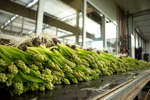 فروش یاب: فروش بذر و نهال، بازار عمده فروشان محصولات کشاورزی، ثبت آگهی