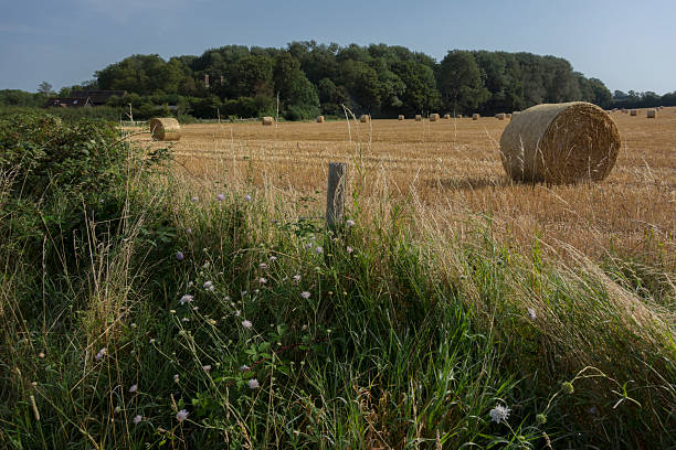 فروش یاب - خرید و فروش عمده - قیمت عمده صیفی جات - آگهی تجاری