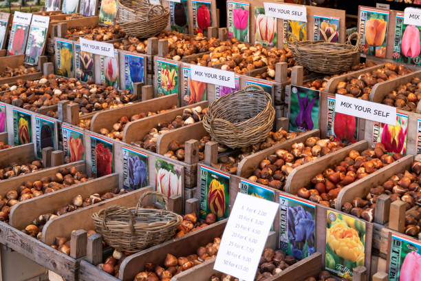 خرید عمده بذر و پیاز گل در فروش‌یاب، بازار بذر و نهال، آگهی تجاری