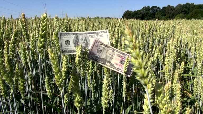 فروش عمده محصولات کشاورزی و غذایی با قیمت رقابتی در فروشیاب - اسکناس دلار و خوشه گندم به عنوان نماد ارزش اقتصادی کشاورزی