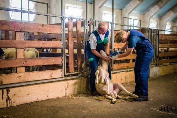 دامپروری: خرید و فروش عمده دام زنده و فرآورده‌های دامی | فروش‌یاب، خرید و فروش عمده، آگهی تجاری