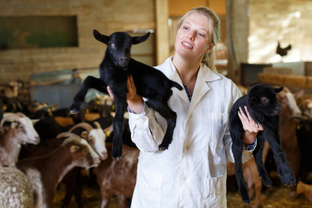 دامپروری و مواد پروتئینی | خرید و فروش عمده با اعتماد در فروشیاب - فروش یاب، آگهی تجاری، دامپروری