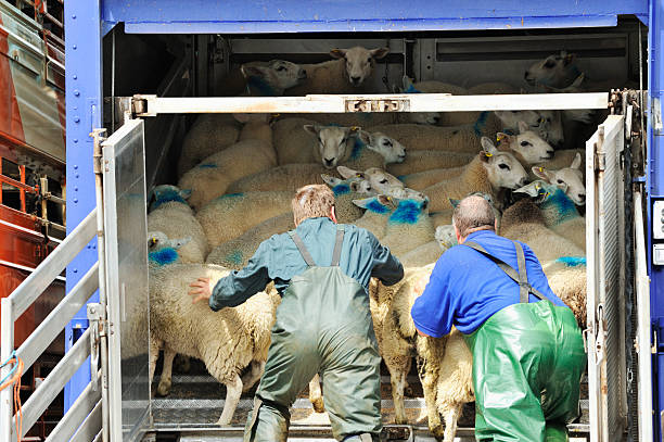 خرید و فروش عمده دام زنده و فرآورده‌های دامپروری در فروش یاب، آگهی تجاری