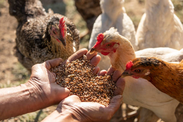 دامپروری: خوراک دام و طیور، تجهیزات و نهاده‌ها - فروش یاب، خرید و فروش عمده، آگهی تجاری