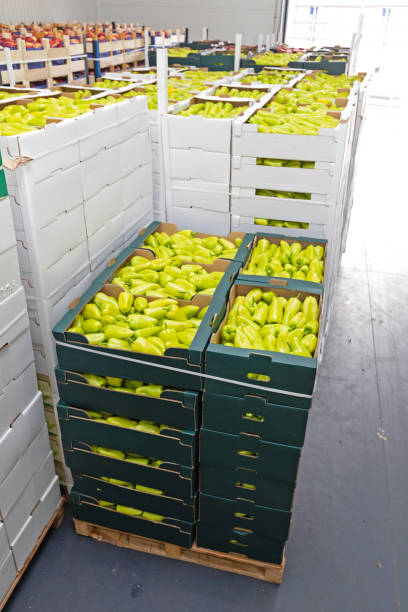 تامین میوه و صیفی‌جات عمده در فروش یاب | خرید و فروش عمده محصولات کشاورزی | آگهی تجاری