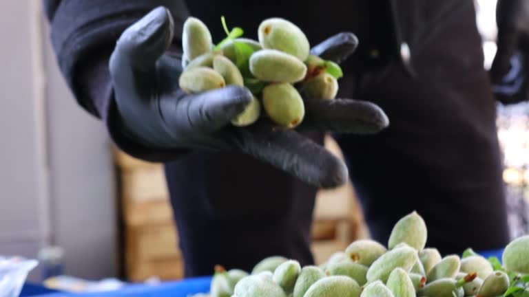 پسته اکبری اعلا و انواع خشکبار در بازار کشاورزان. فروش یاب، خرید و فروش عمده، آگهی تجاری