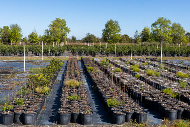 قیمت بذر و نهال، آگهی تجاری و فروش یاب برای فروش مستقیم - نهالستان