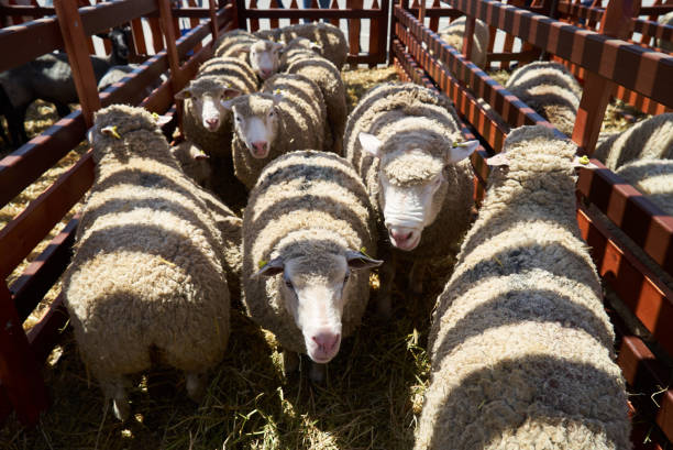 دامپروری عمده: گوسفندان در مزرعه، فرصتی برای خرید و فروش عمده در فروش یاب