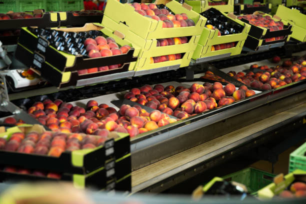 خرید عمده میوه از تولیدکننده در فروش یاب: بسته‌بندی و آماده‌سازی برای فروش عمده