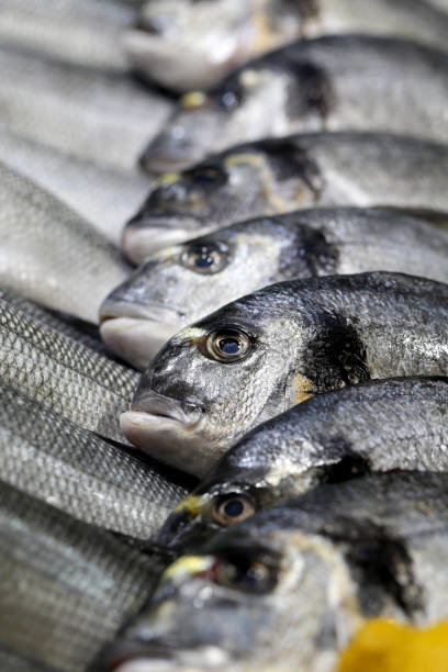 تامین ماهی تازه | فروش یاب برای نیازمندی‌های تجاری