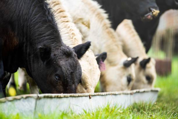 خوراک پروتئینی دام و تغذیه دامپروری در فروش‌یاب - خرید و فروش عمده آگهی تجاری