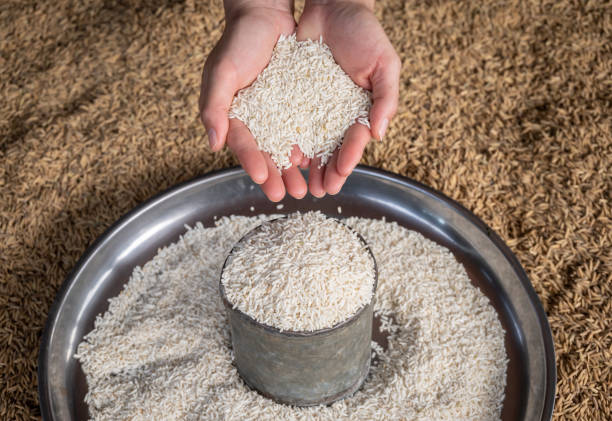 کشاورز در حال نشان دادن برنج سفید در دستانش؛ نمادی از خرید مستقیم از مزرعه در فروش یاب