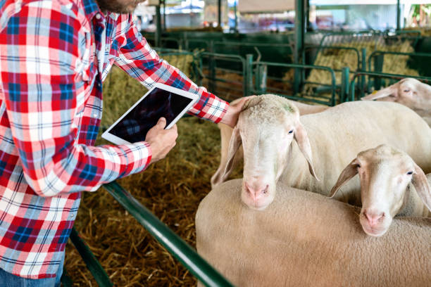 دامپروری و فرآورده‌های دامی عمده: آگهی‌های تخصصی در فروش‌یاب - فروش یاب، خرید و فروش عمده