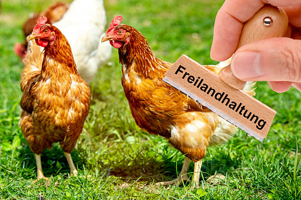 آگهی دام و طیور: مرغداری و فروش عمده مرغ در فروش‌یاب - فروش یاب، خرید و فروش عمده