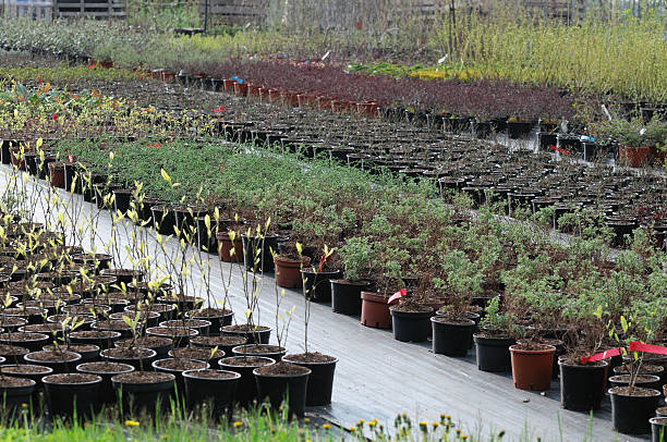 بذر و نهال عمده، فروش یاب، خرید و فروش عمده، آگهی تجاری