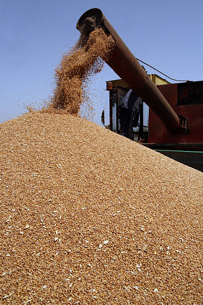 خرید و فروش عمده خشکبار در فروش یاب | قیمت عمده خشکبار