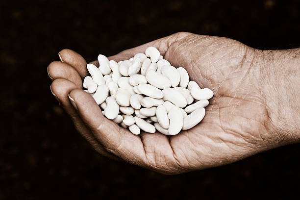 فروش یاب پلتفرم خرید و فروش عمده حبوبات از تولیدکننده - فروش یاب، آگهی عمده فروشی، نیازمندی‌های تجاری