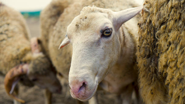 دامپروری عمده: گله گوسفندان آماده برای خرید و فروش عمده در فروش یاب و آگهی تجاری