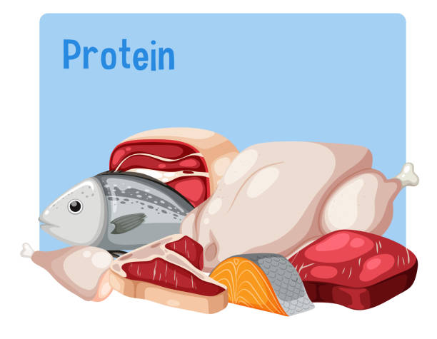 پروتئین حیوانی | خرید و فروش عمده در فروش یاب