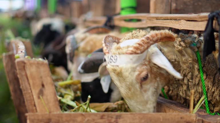 دامپروری عمده: خرید و فروش مستقیم بز در فروش‌یاب - آگهی تجاری، فروش‌یاب دام