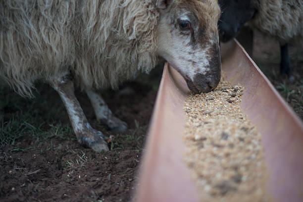 تغذیه دامپروری با مواد پروتئینی عمده | ارتباط مستقیم با تولیدکنندگان در فروش‌یاب - آگهی تجاری