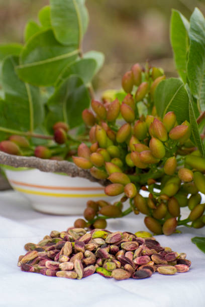 خرید مستقیم از فروشنده در فروش یاب | پسته اکبری صادراتی | آگهی تجاری