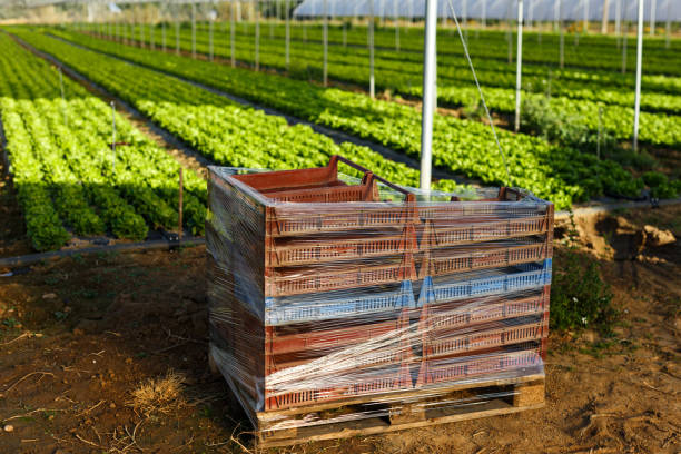 کشاورزی عمده: کشت ارگانیک در گلخانه، فرصتی برای ثبت آگهی خرید و فروش عمده در فروش یاب