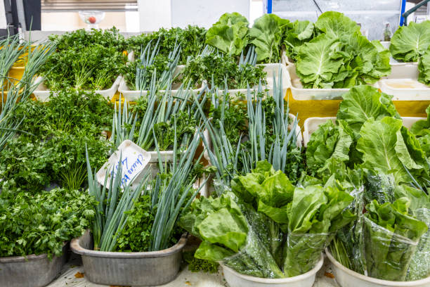 کشاورزی: فروش عمده محصولات کشاورزی | خرید مستقیم از تولیدکننده در فروش‌یاب - بازار عمده فروشان، فروش یاب، آگهی تجاری